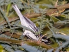 Black-throated Gray