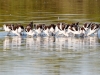 American Avocet