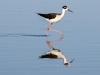 Black-necked Stilt