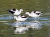 American Avocet