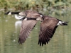 Canada Goose