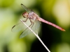 Roseate Skimmer