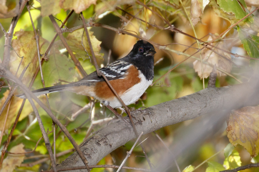 Spotted Towhee