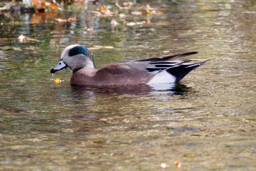 American Wigeon