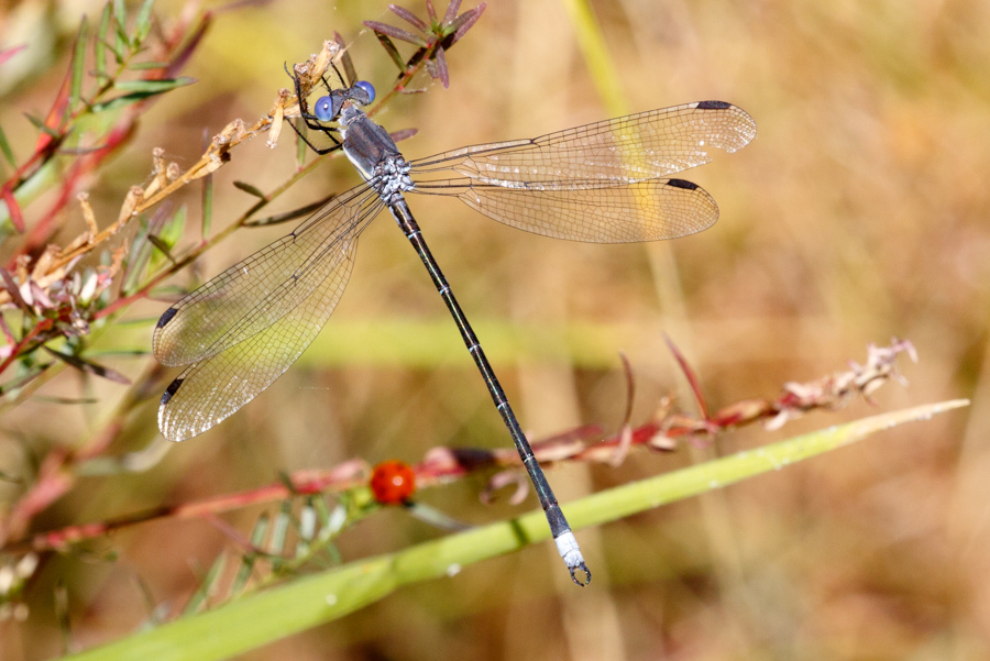 Great Spreadwing