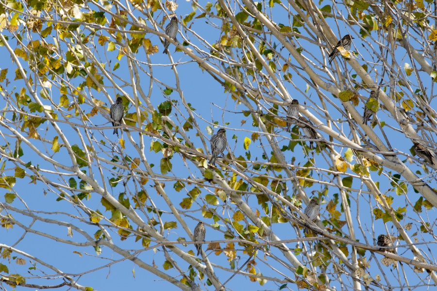 Pine Siskin