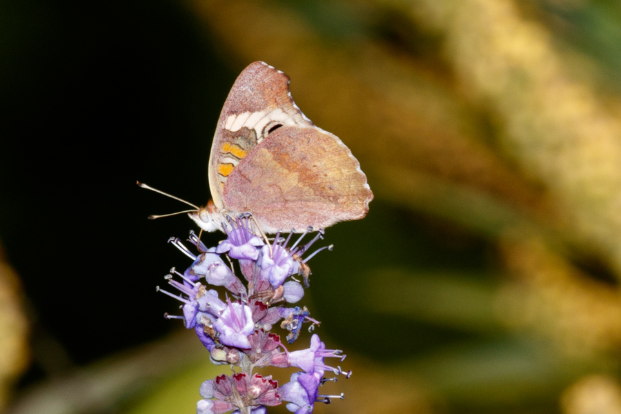 Common Buckeye