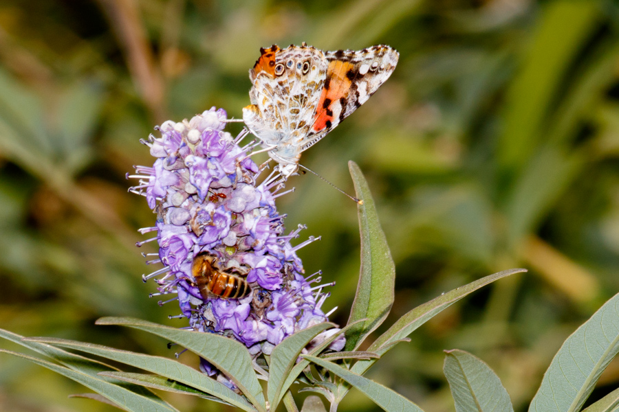 Painted Lady and bee