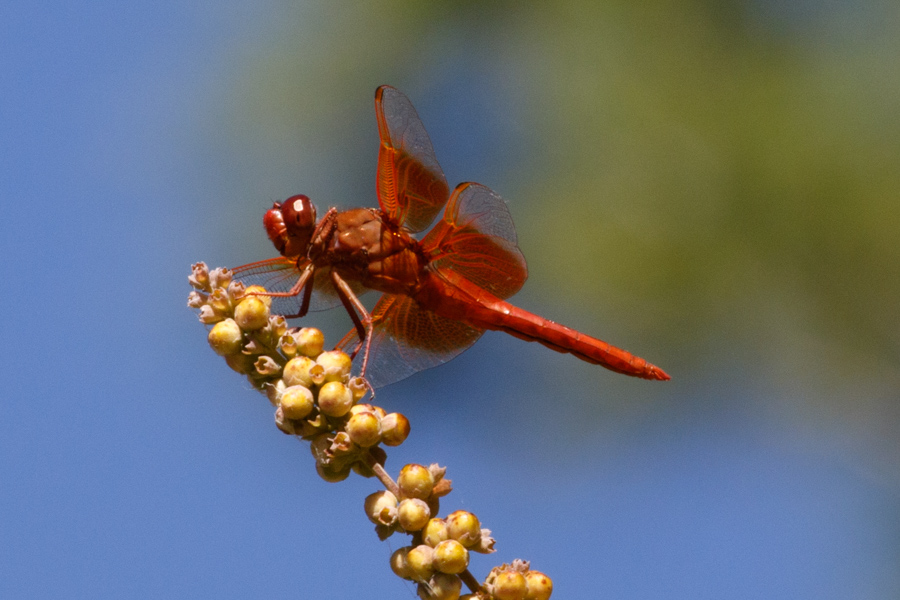 Flame Skimmer