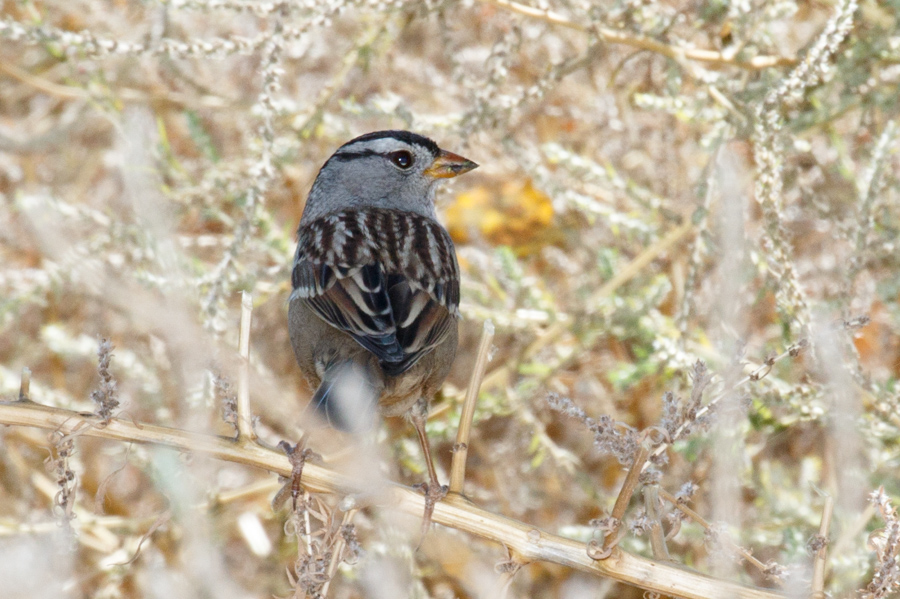 White-crowned Sparrow