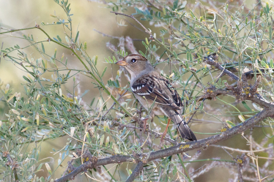 White-crowned Sparrow