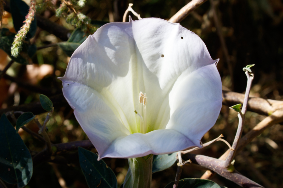 Sacred Thornapple