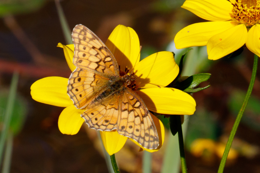 Variegated Fritillary