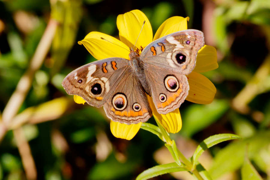 Common Buckeye