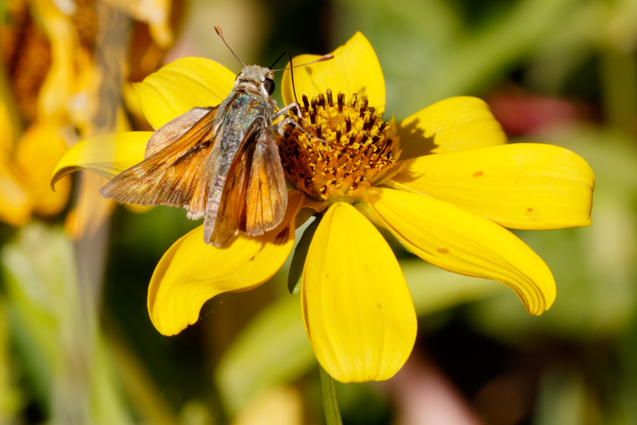 Fiery Skipper