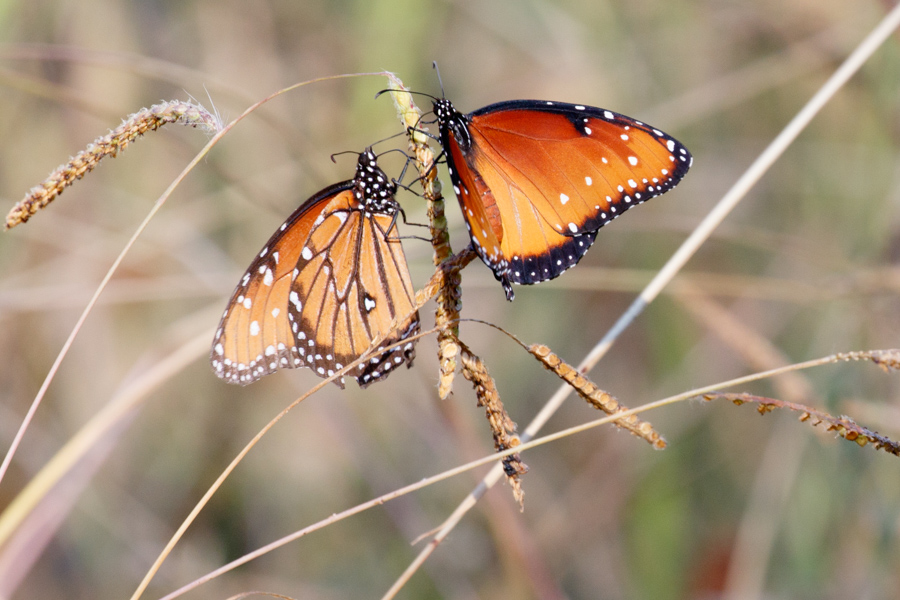 Queen butterfly