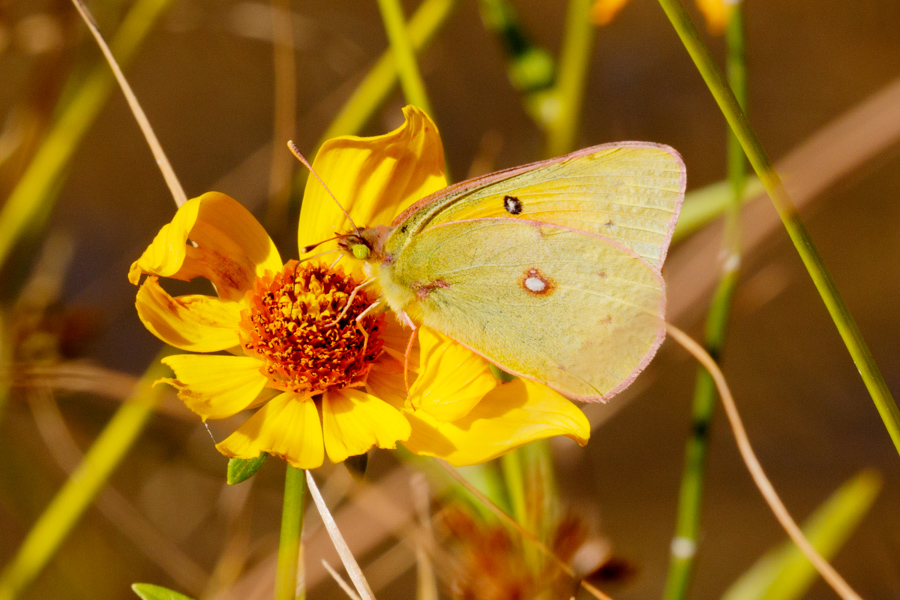 Orange Sulphur