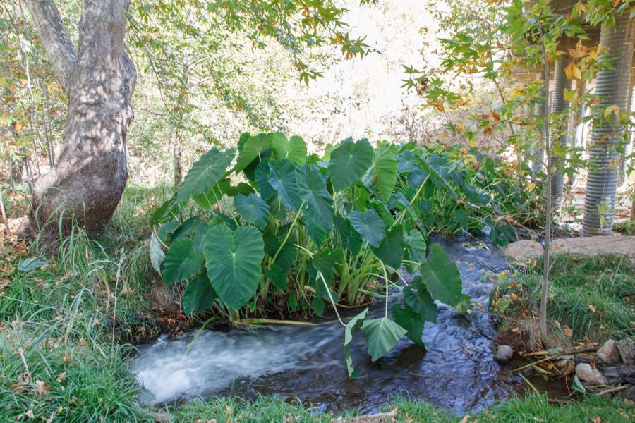 Elephant Ears