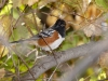 Spotted Towhee