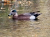 American Wigeon