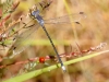 Great Spreadwing