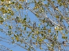 Pine Siskin