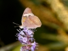 Common Buckeye