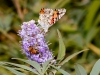 Painted Lady and bee