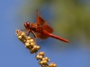 Flame Skimmer