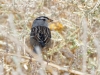 White-crowned Sparrow