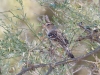 White-crowned Sparrow