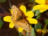 Variegated Fritillary