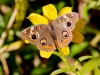 Common Buckeye