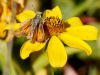 Fiery Skipper