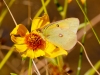 Orange Sulphur