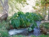 Elephant Ears