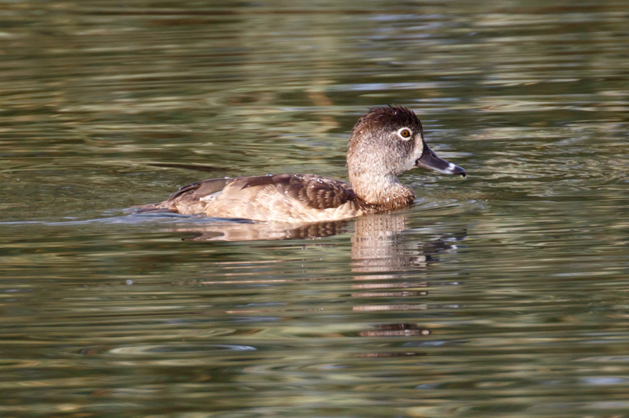 Ring-necked Duck