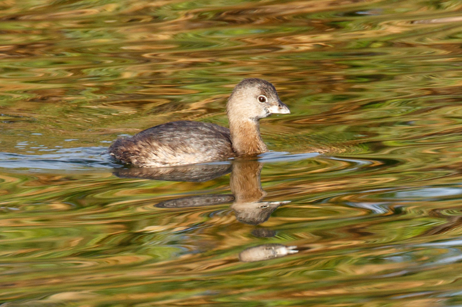 Pied-billed Grebe