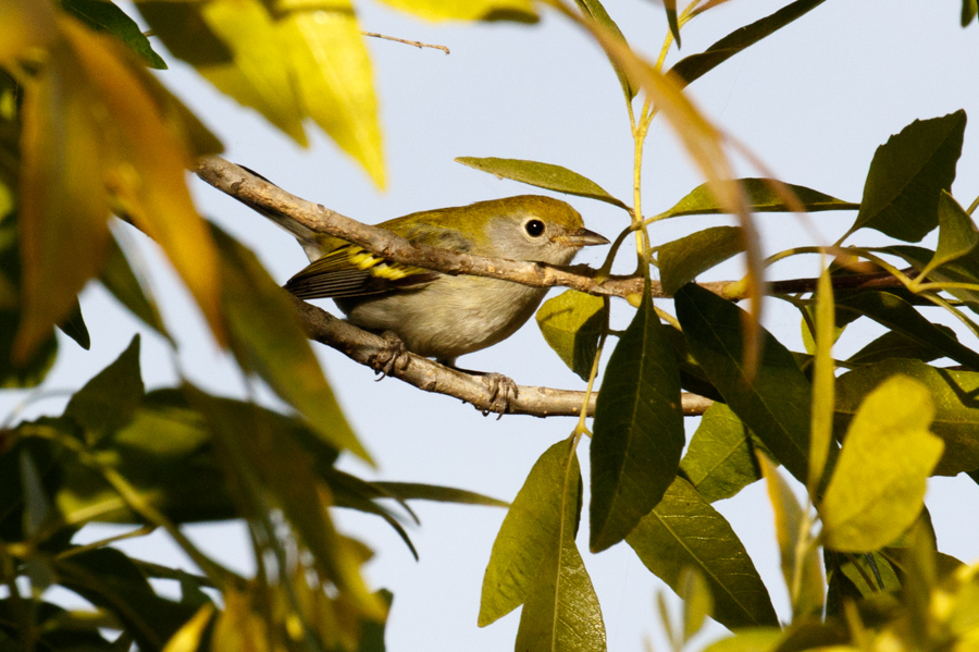 Chestnut-sided Warbler