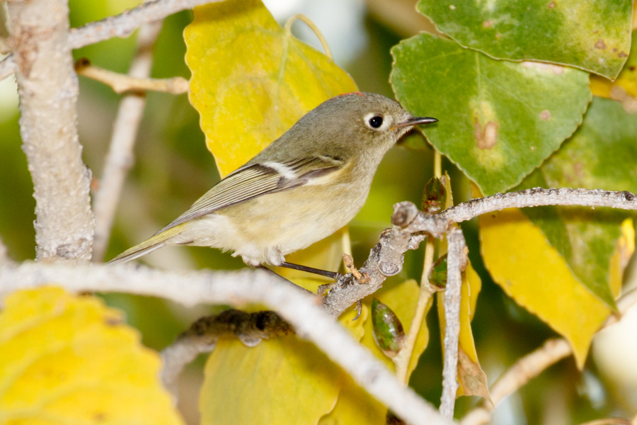 Ruby-crowned Kinglet