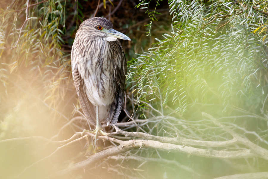 Black-crowned Night Heron