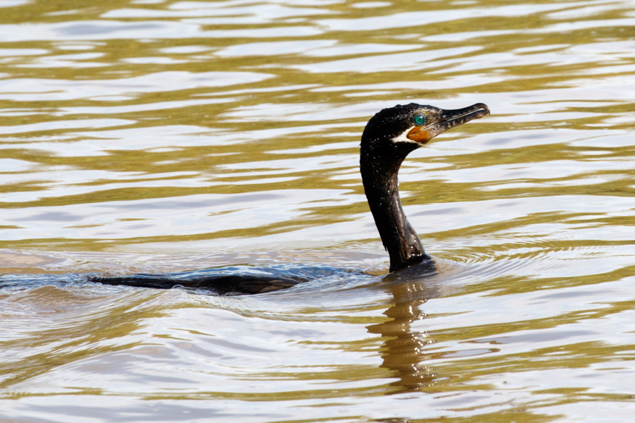 Neotropic Cormorant