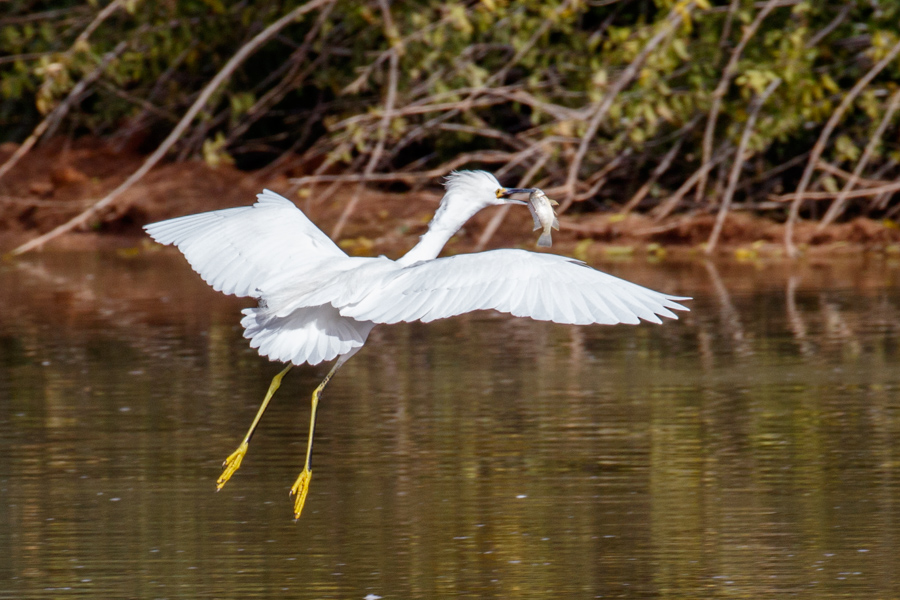 Snowy Egret