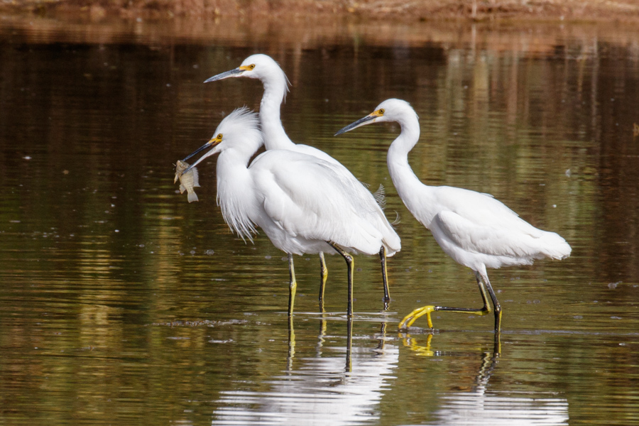 Snowy Egret