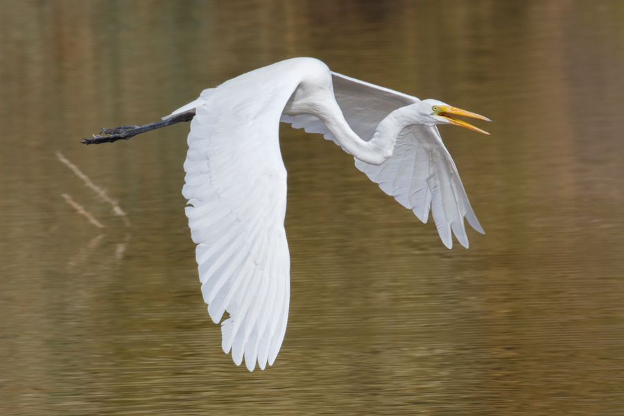 Great Egret