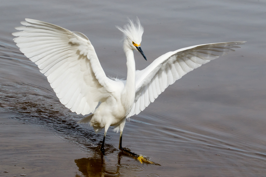 Snowy Egret