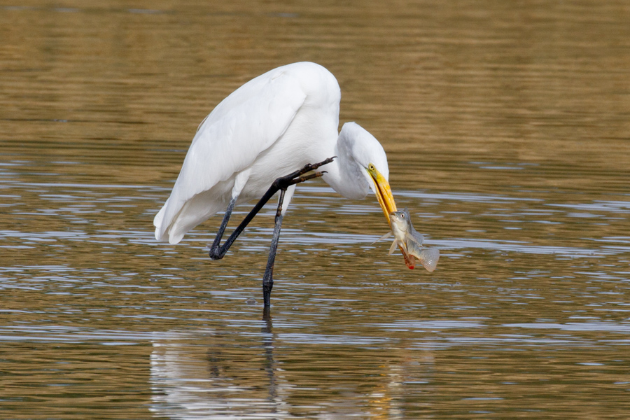 Great Egret