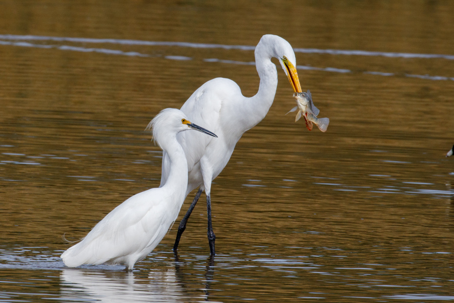 Great Egret