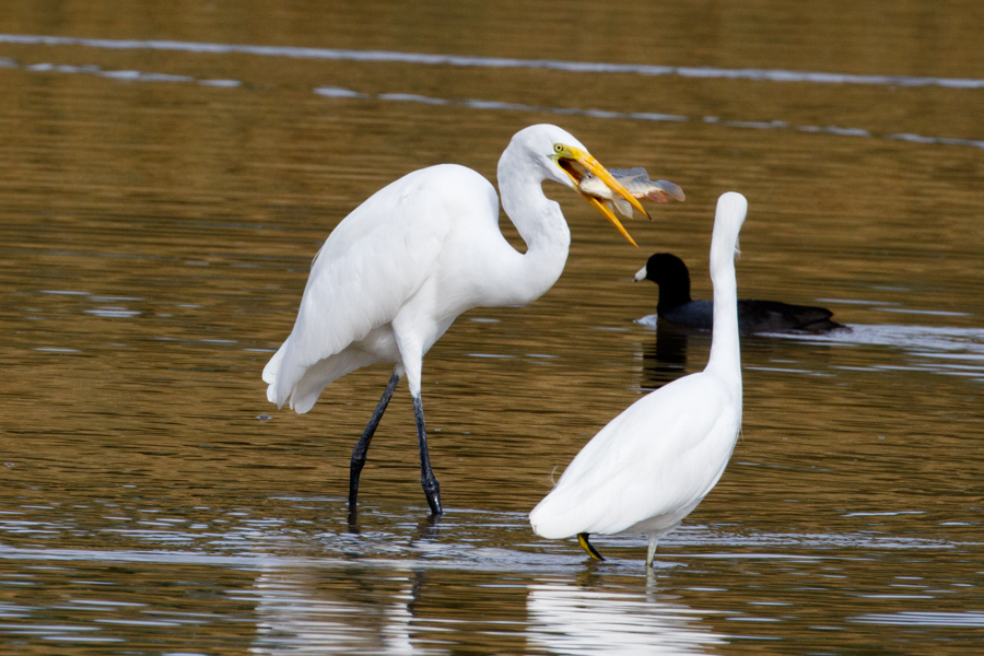 Great Egret