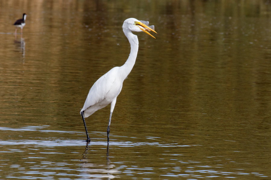 Great Egret